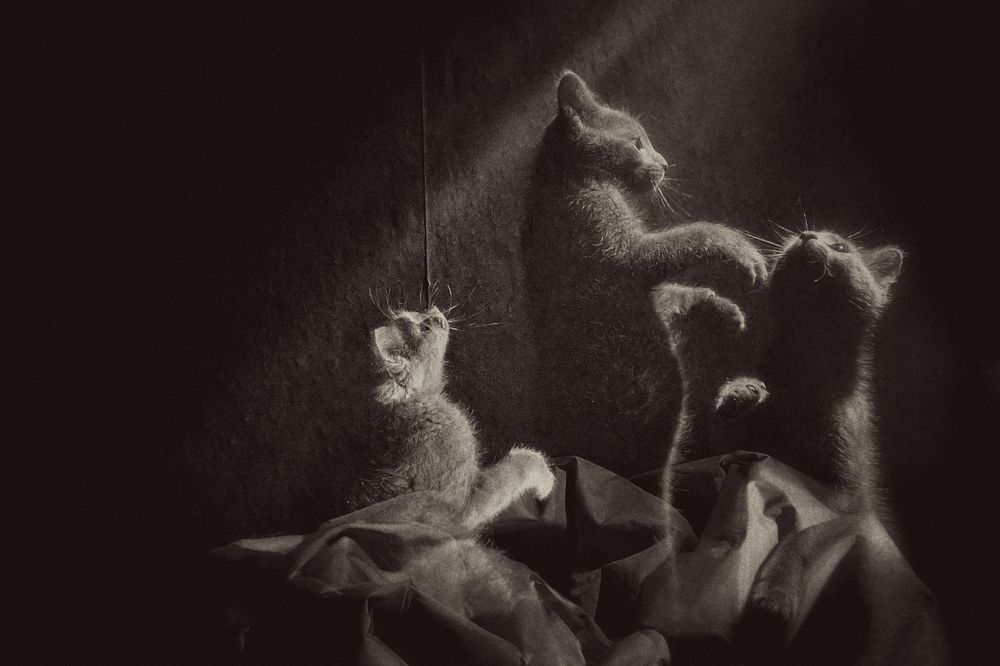 Cat through the ages