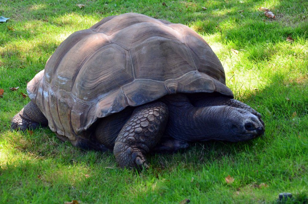 Большая черепаха