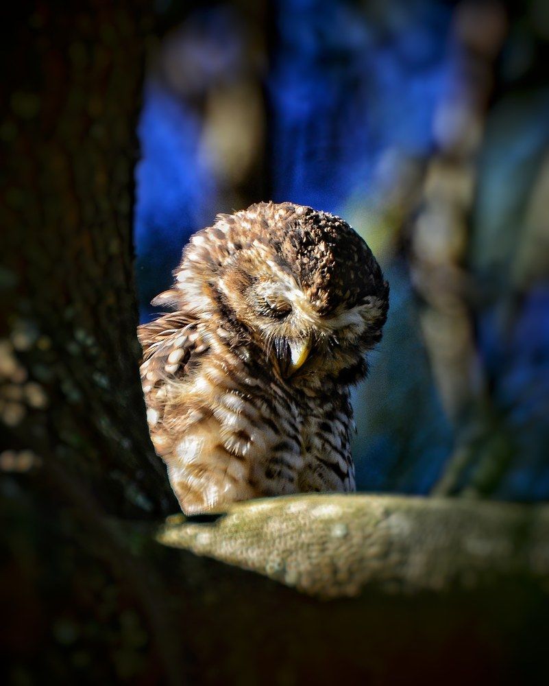 Un pequeño buho durmiendo al amanecer