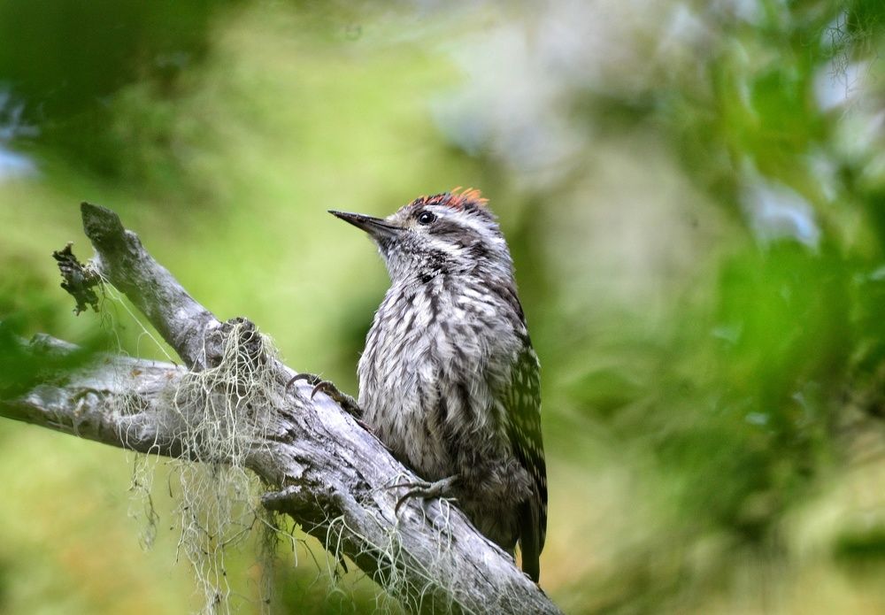 Carpinterito en parque nacional Nahuelbuta, Chile