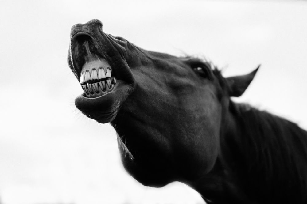 When the horse laughs.....