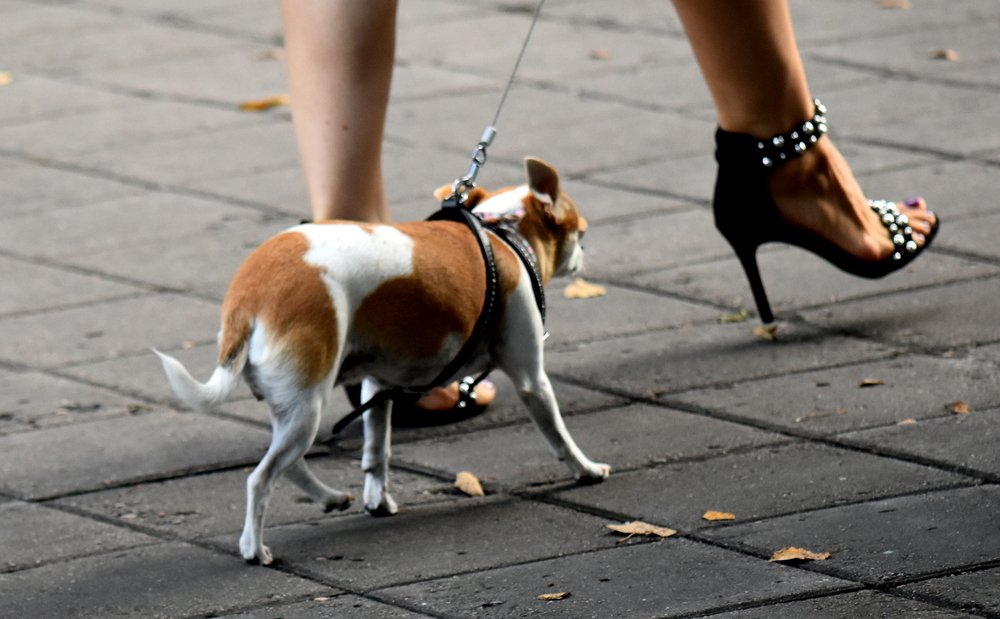 И долго мне за ногами ходить...