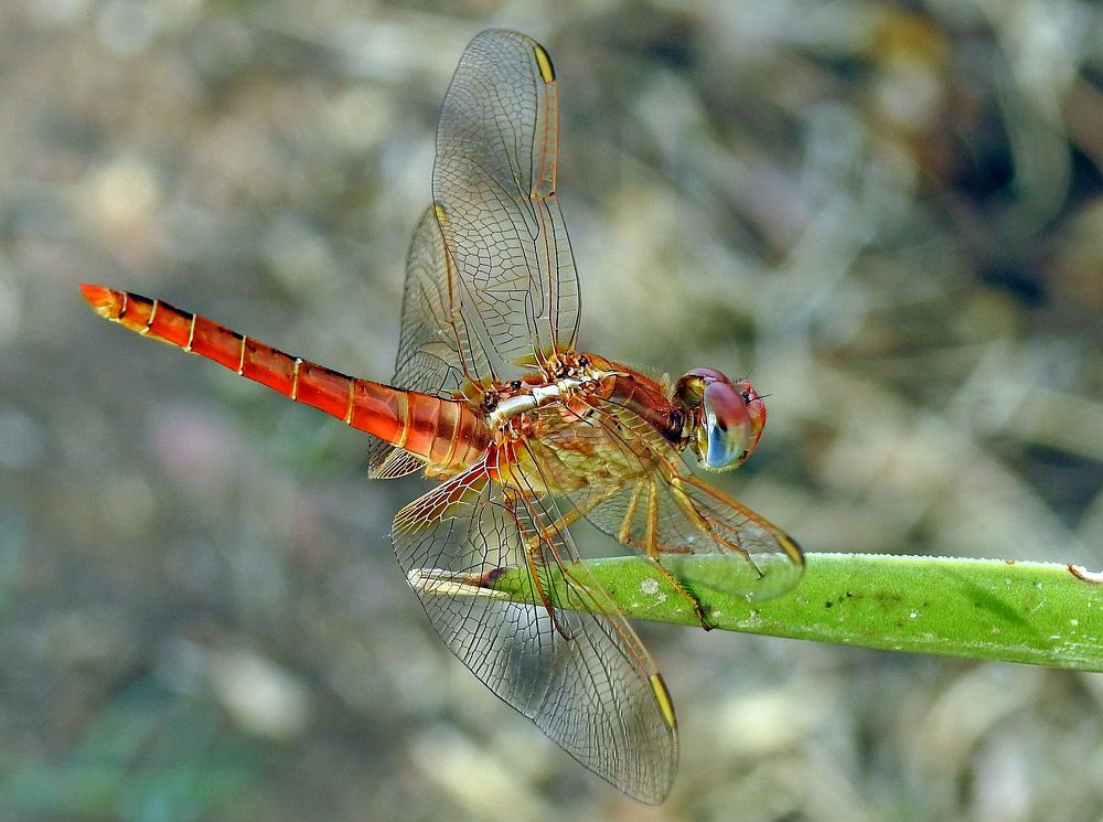 A dragonfly
