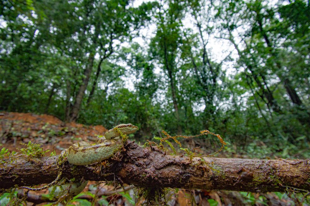 THE MALABAR PIT VIPER AND IT'S WORLD