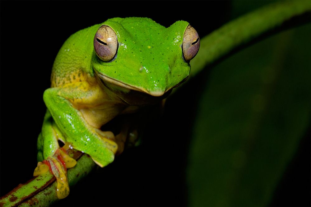 MALABAR GLIDING FROG