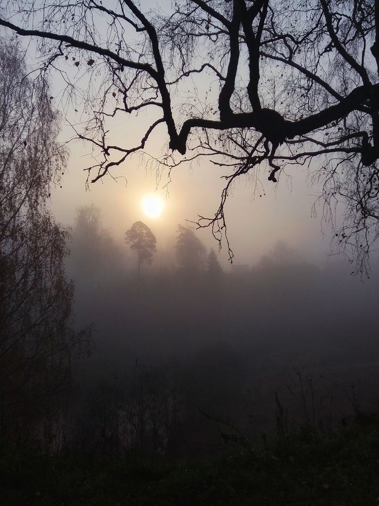 Туманный рассвет