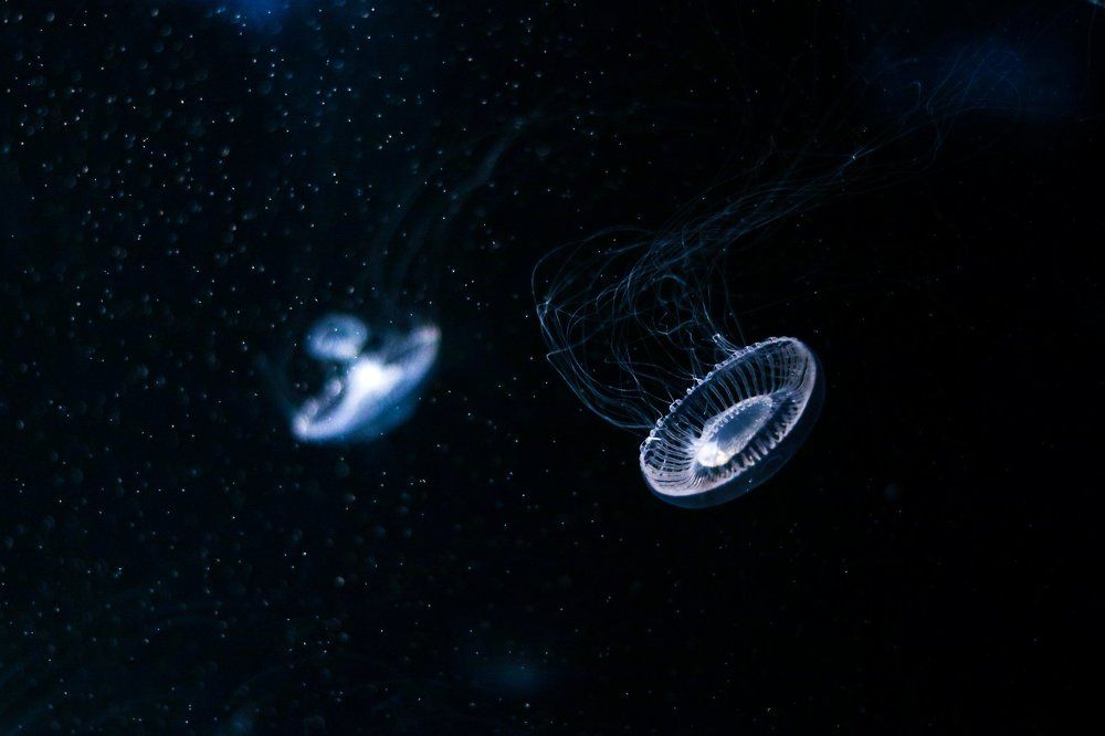 Jellyfish space / Космос медуз