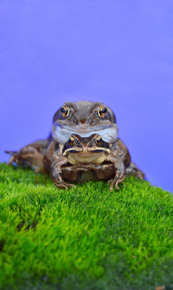 Лягушачья любовь