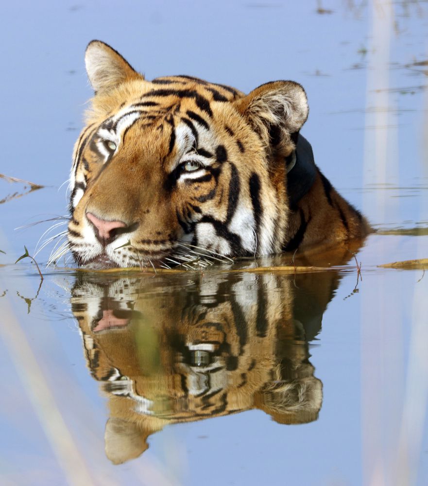 Reflection Of Tiger