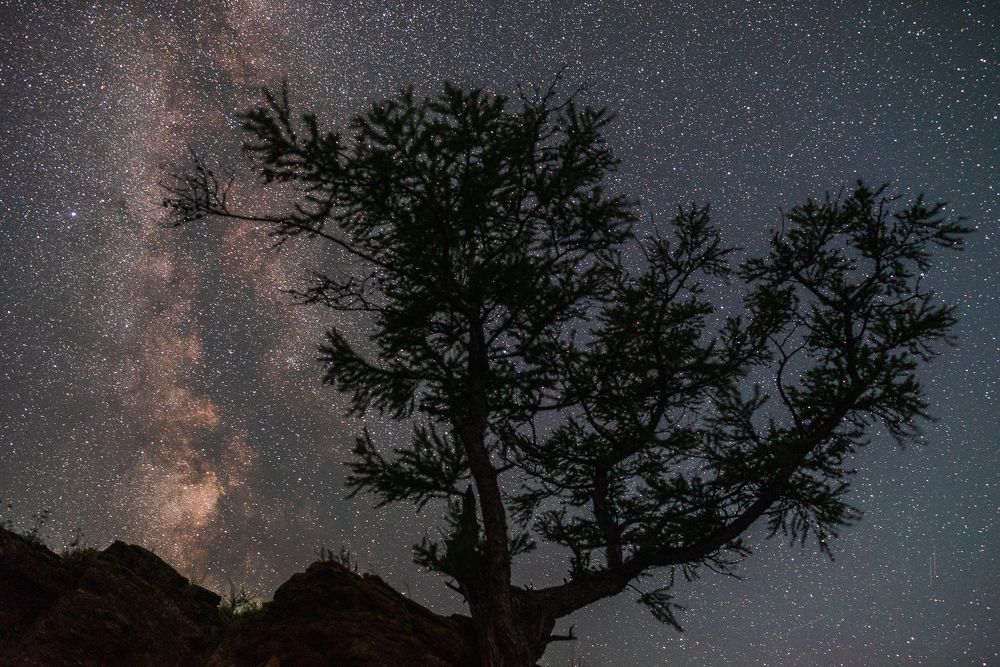 Древо и вечность