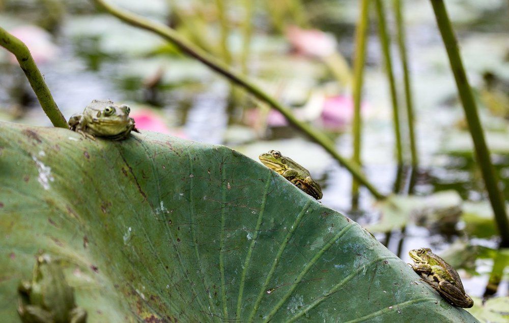 Астраханские лягушки