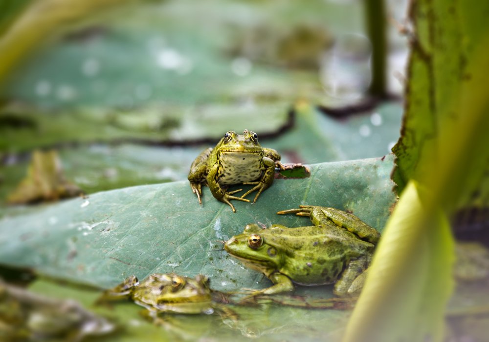 Астраханские лягушки