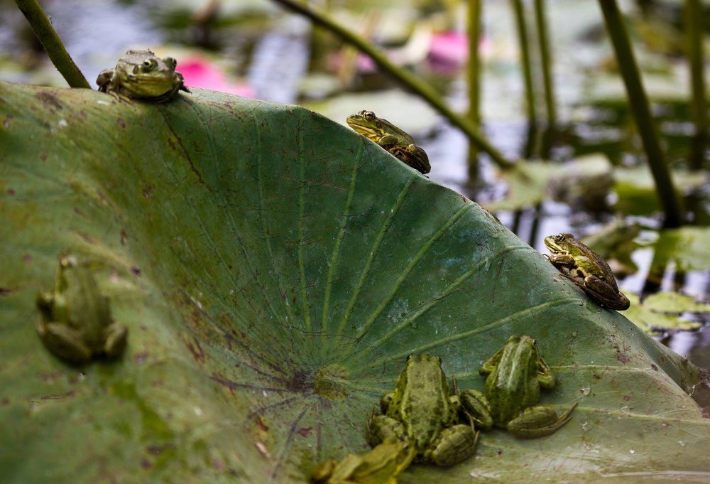 Астраханские лягушки