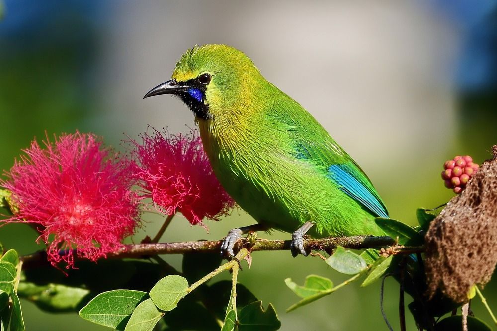 Пернатая драгоценность
