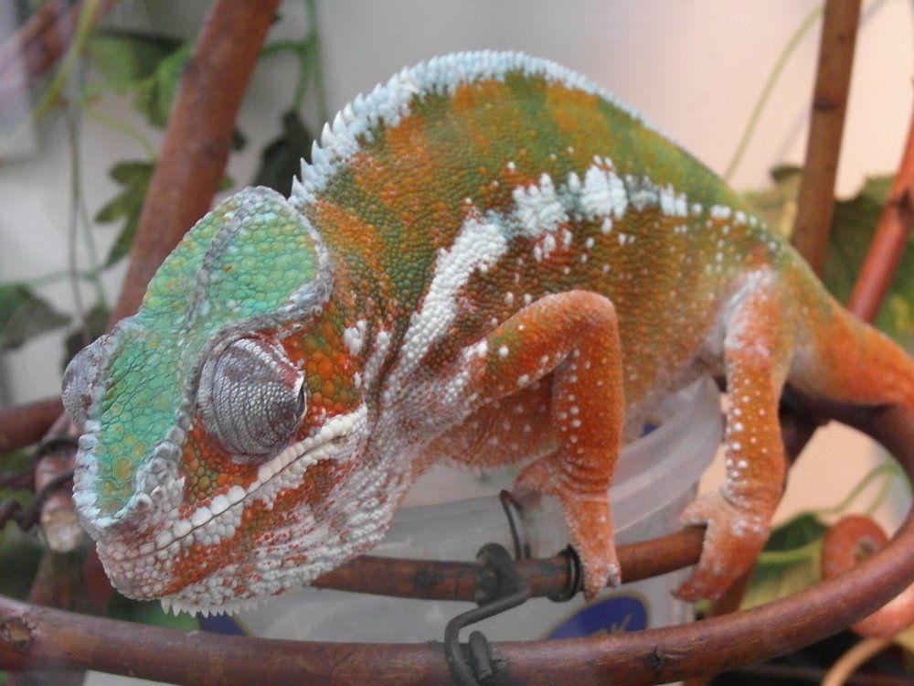 Photograph by Бондаренко Дмитрий