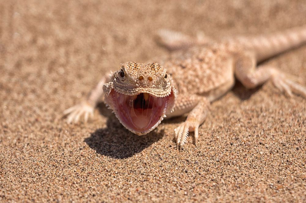 обитатель Казахстанских степей