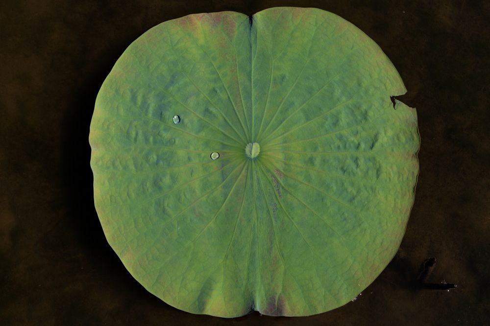 Планета Лотос