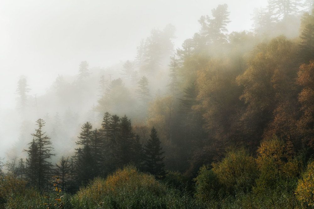 Застывшие в тумане