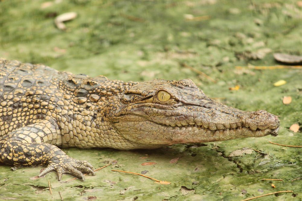 Photograph by Debnath Raju