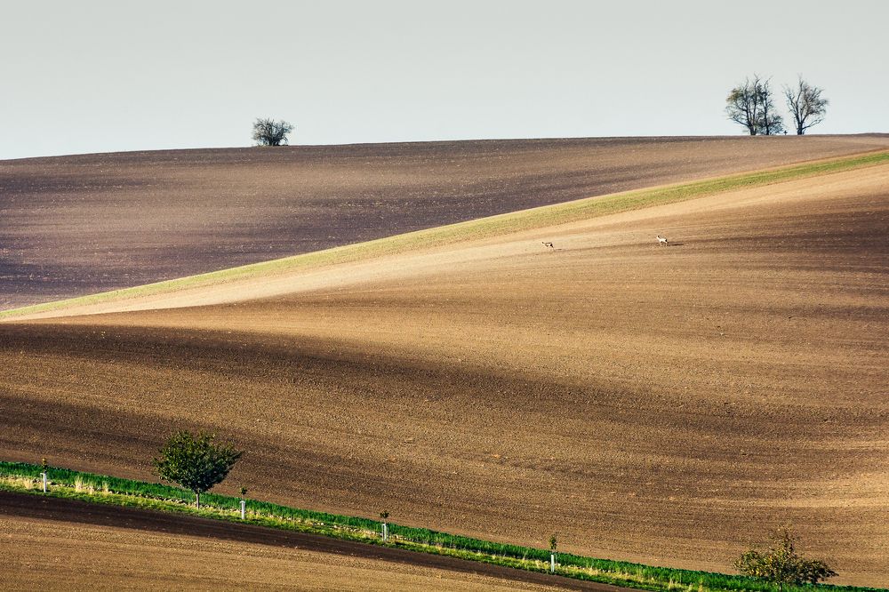 In the expanse of Moravia
