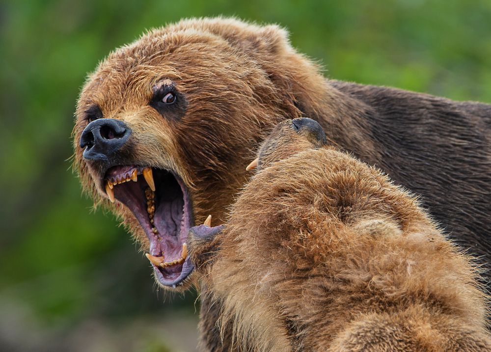 РАЗГОВОР НА ПОВЫШЕННЫХ ТОНАХ