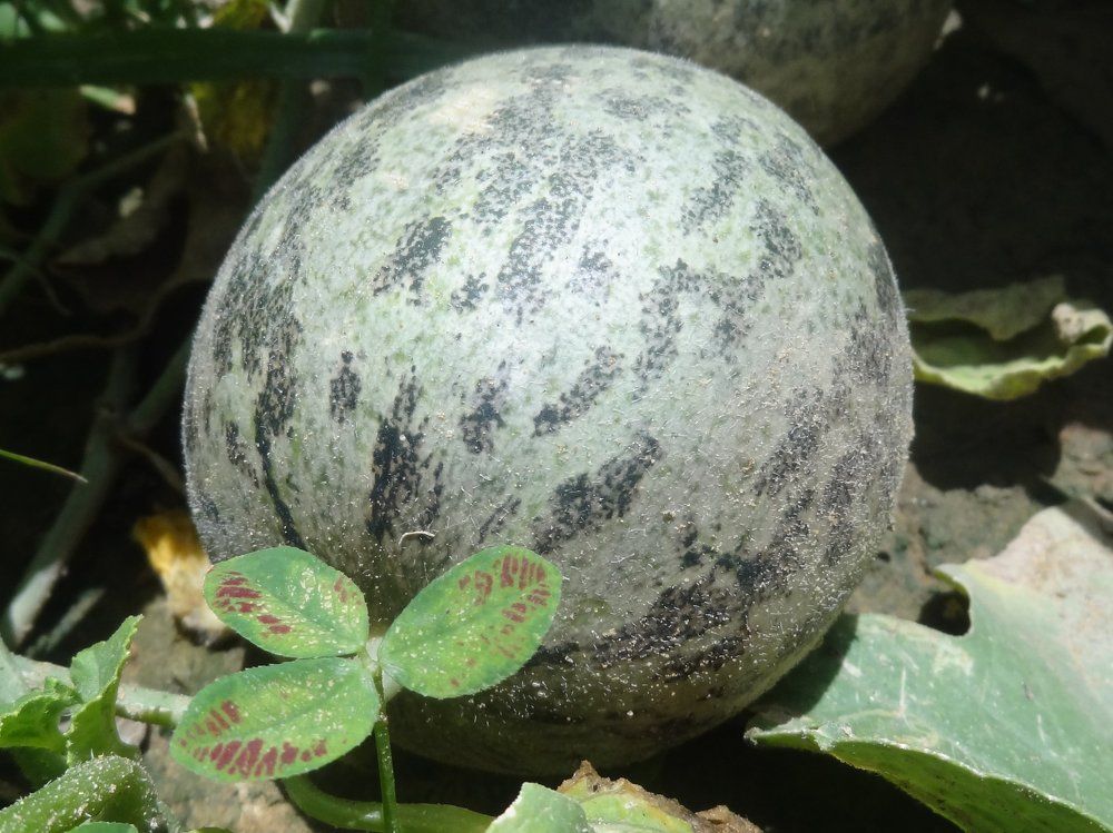 A growing melon