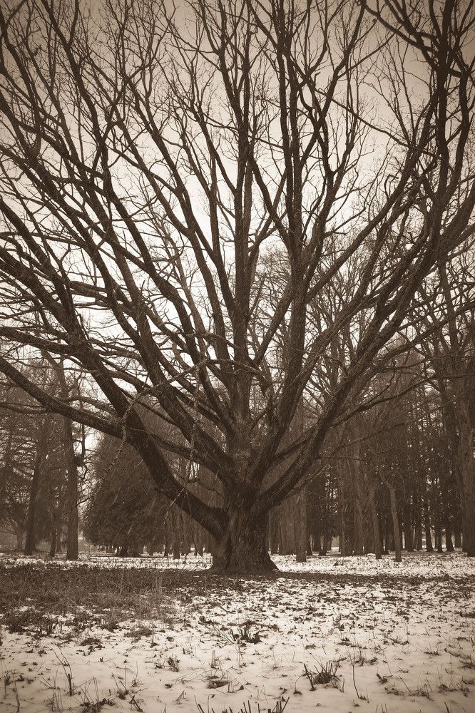 Дуб у замка графа ТОЛСТОГО