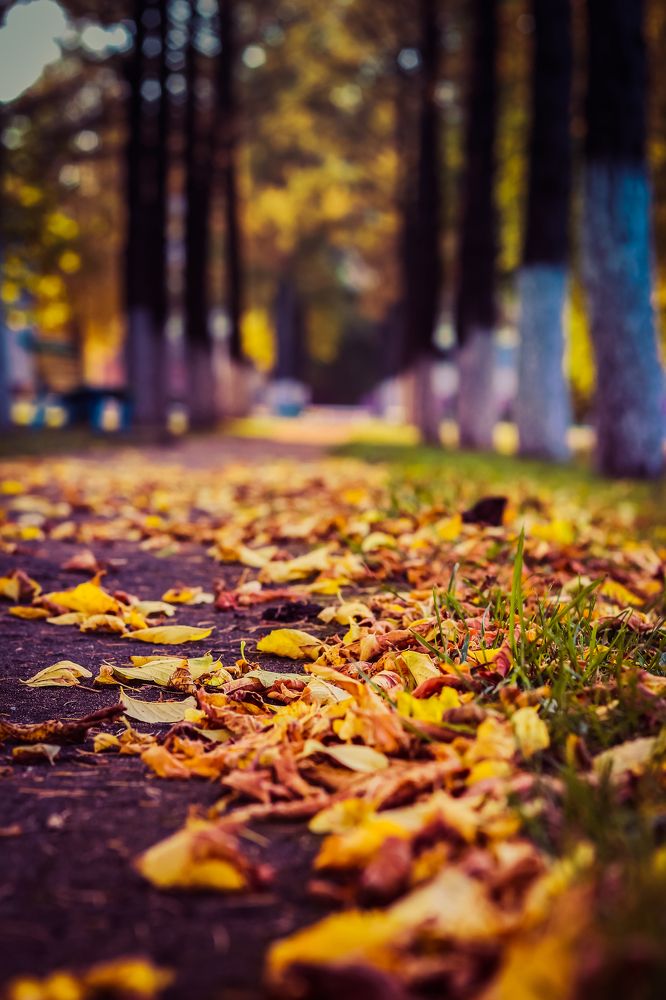 Осень осень