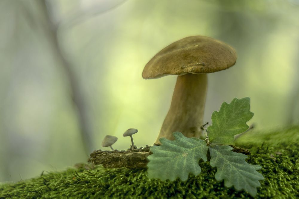 Гулливер в Стране Лилипутов