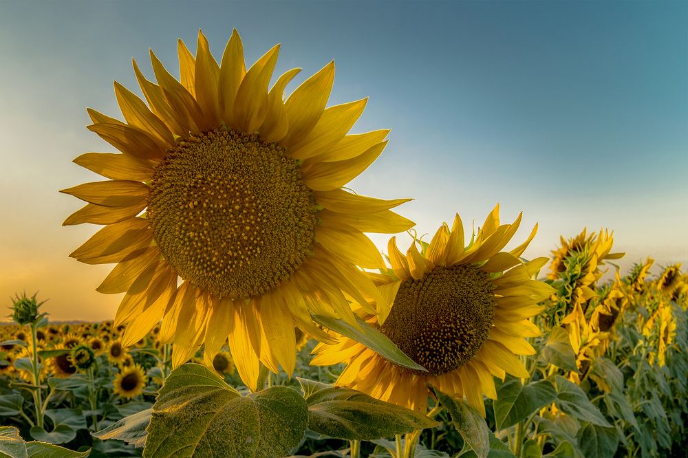 Брат Солнца!...