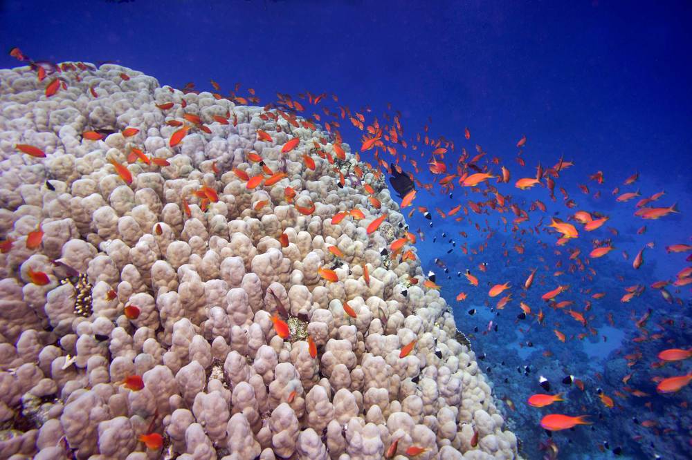 Белое и красное