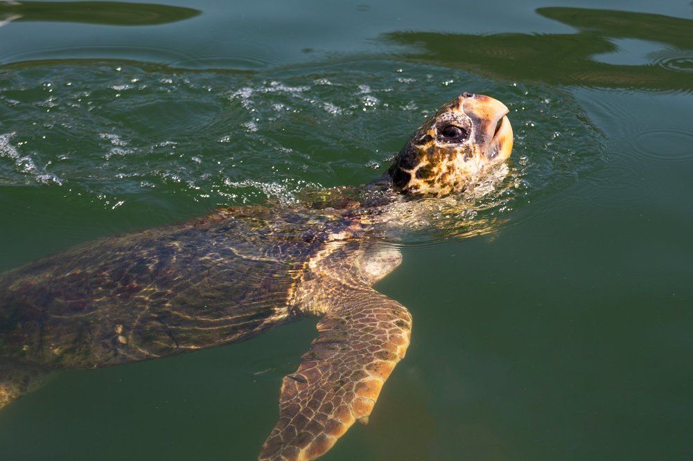 Долгожитель