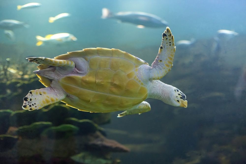 Подводный тихоход