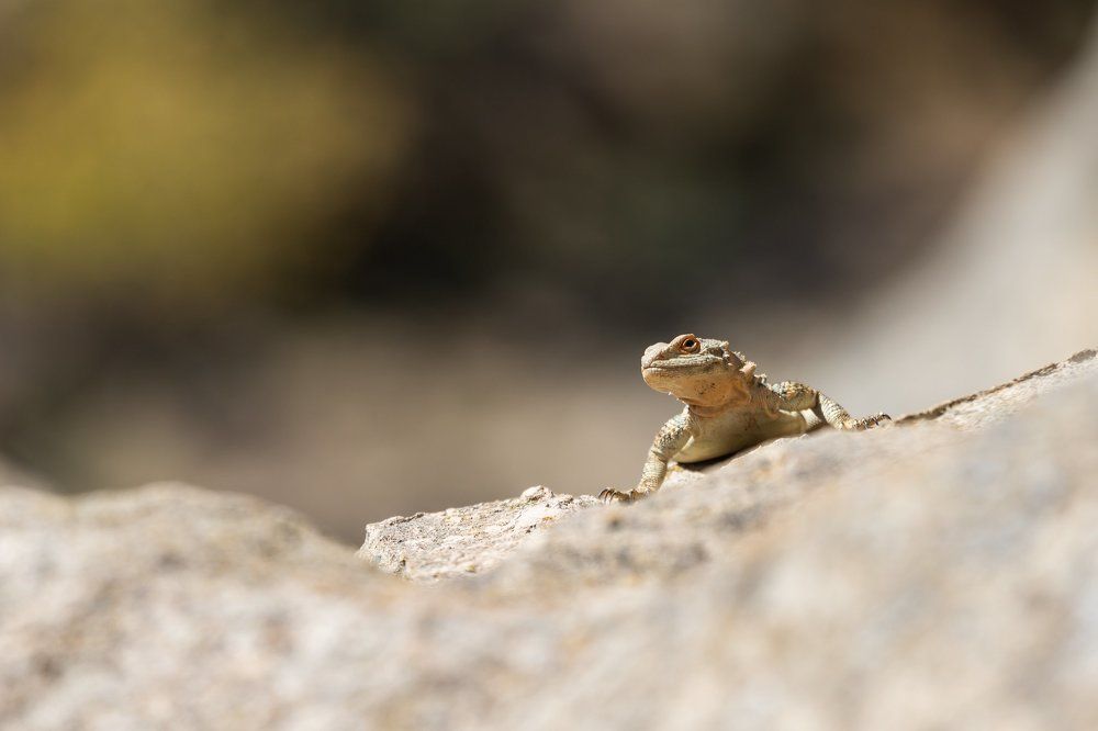 Обитатели Уплисцихе