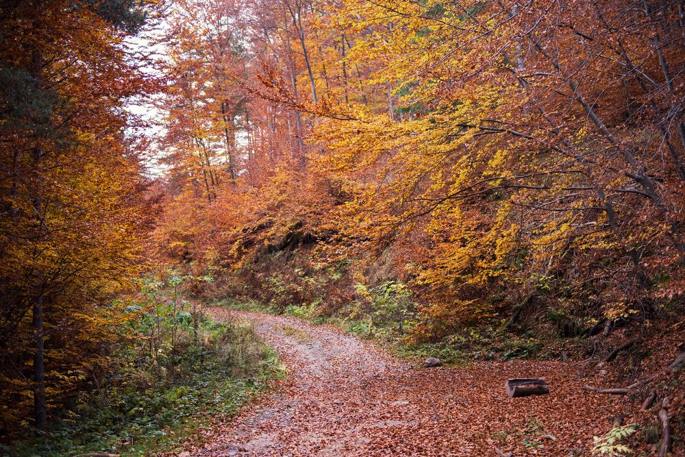 The color of the forest