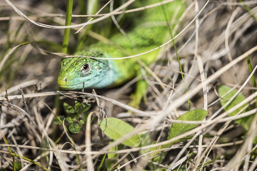 Smaragteidechse