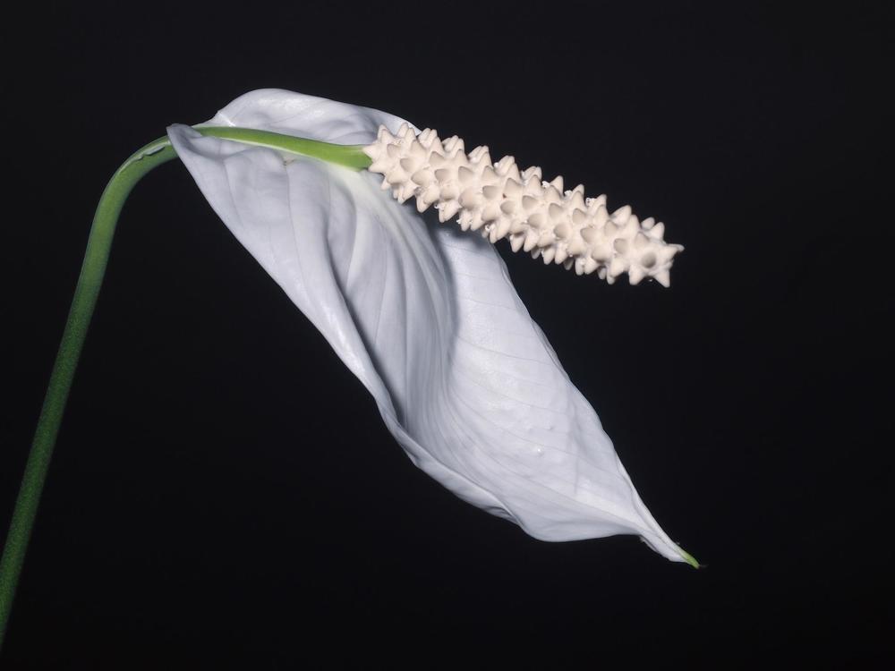 Женское счастье