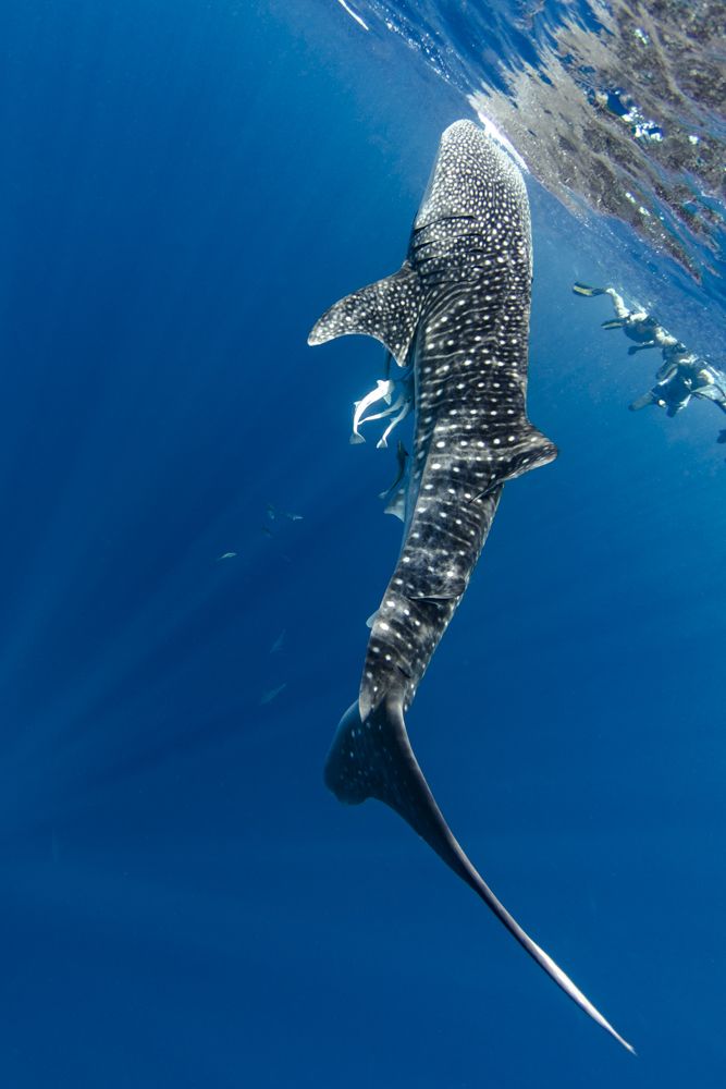 whale shark in Madagascar