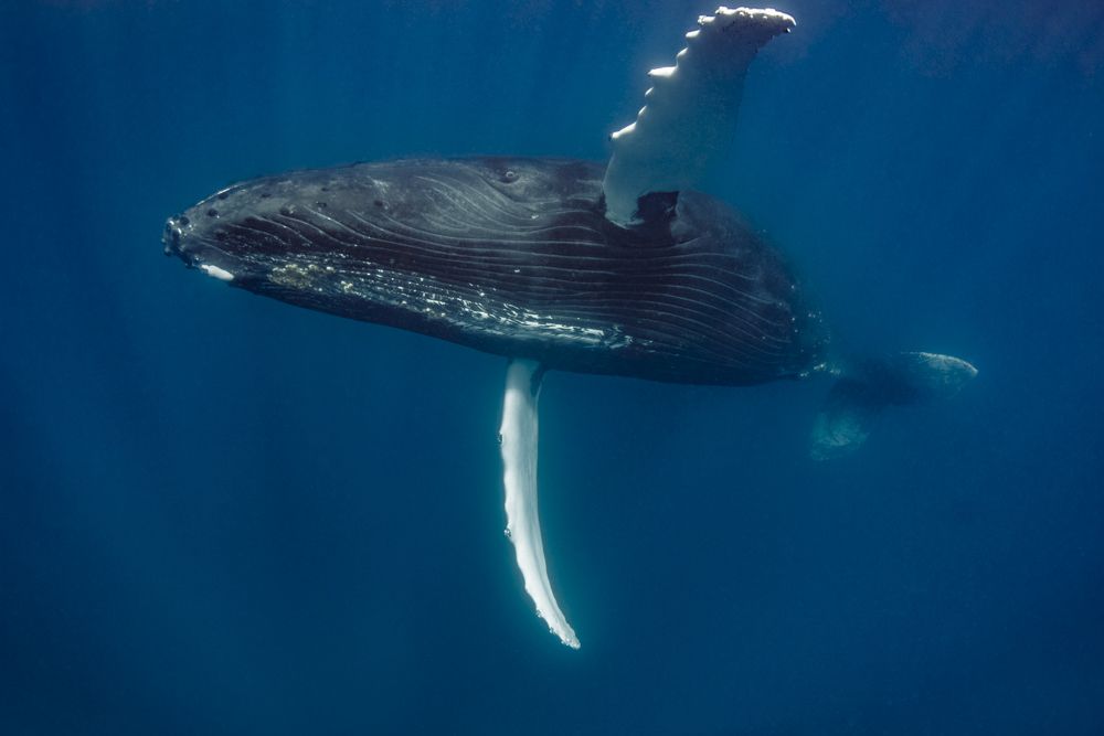 Humpback whale flying