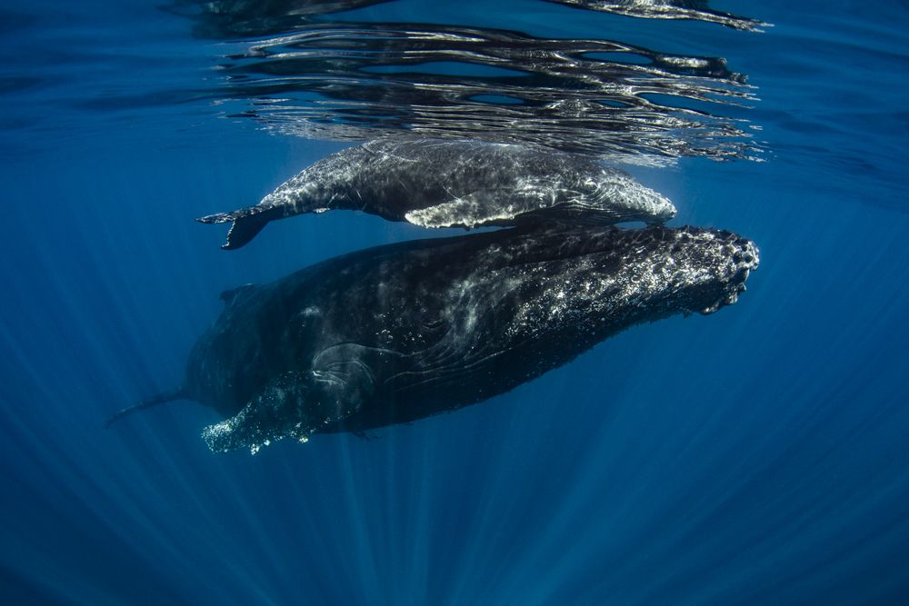mum and baby humpback whale in Réunion Island