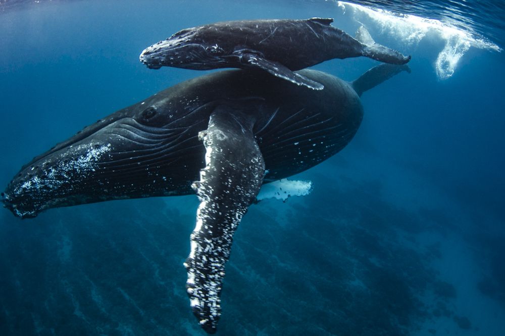 humpback whales mum and baby in front of me