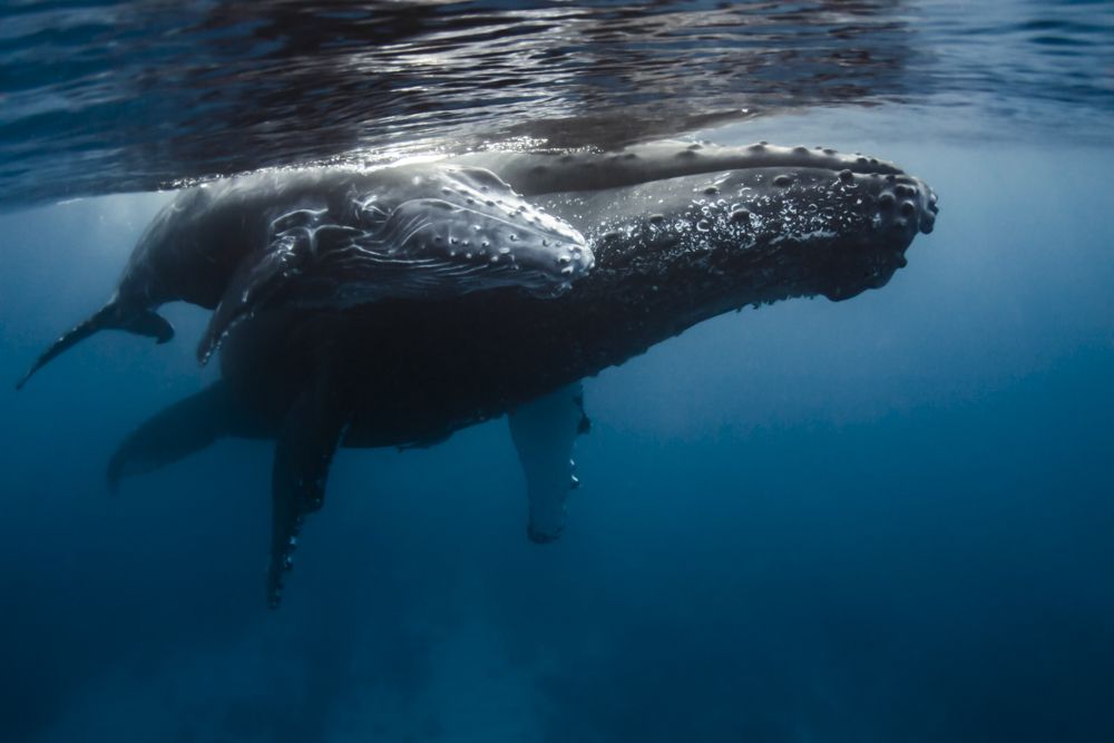 Humpback whales mum and baby