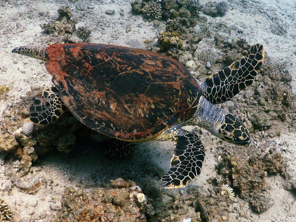 Планирует у дна