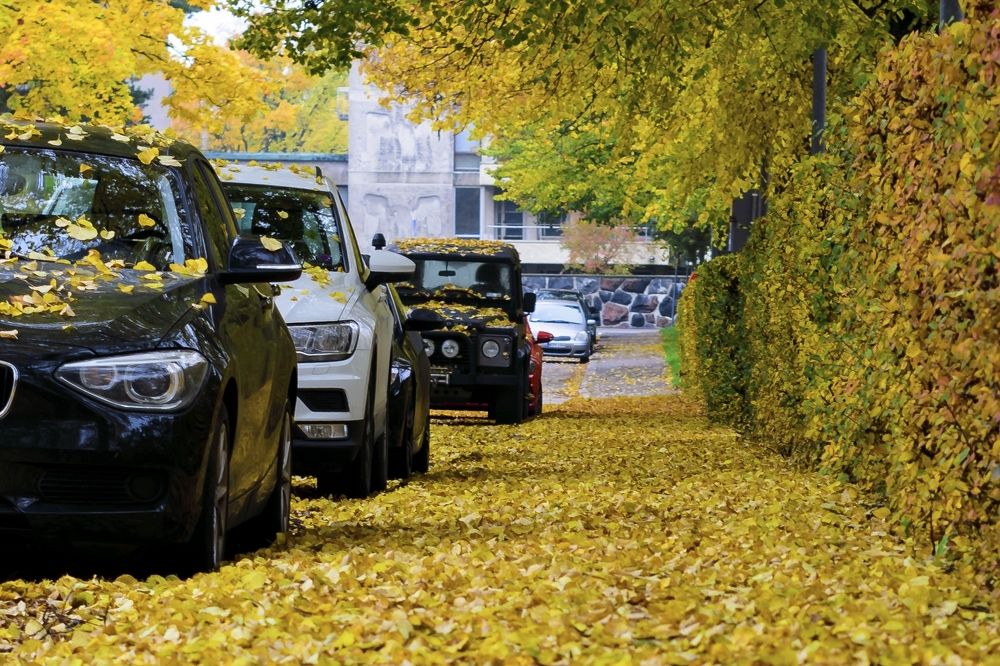 Осень в городе