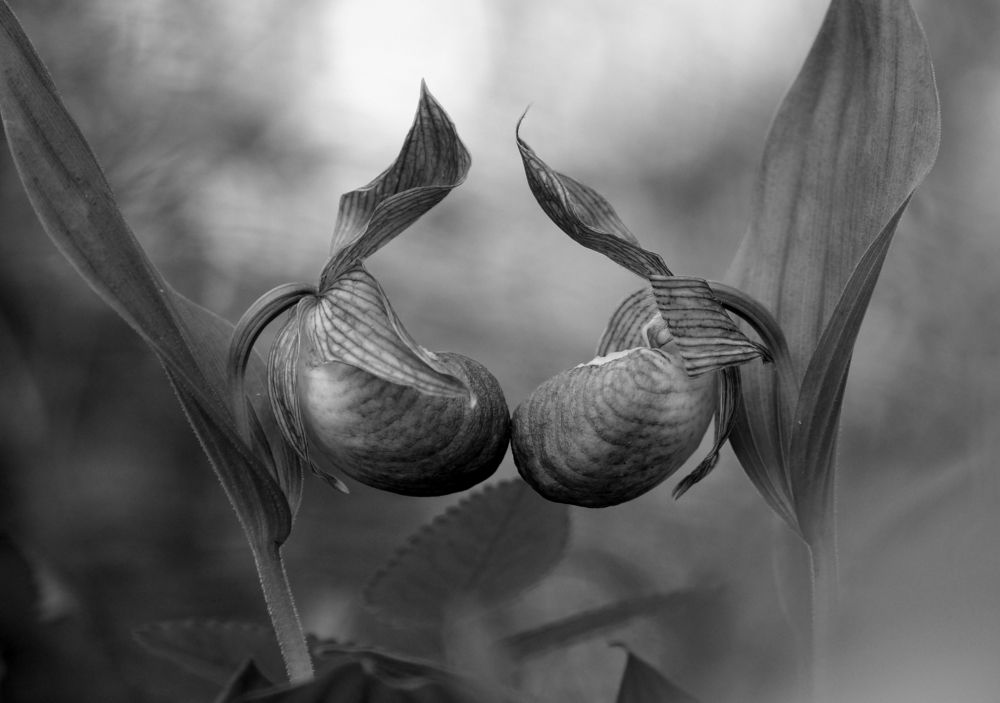 Чёрно- белая любовь.