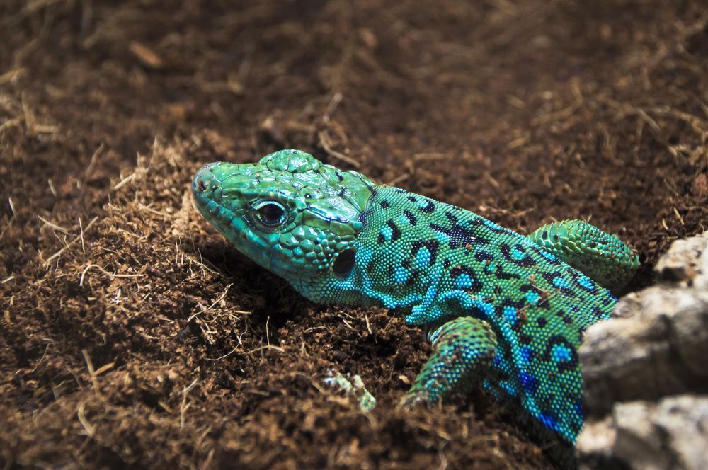 turquoise lizard