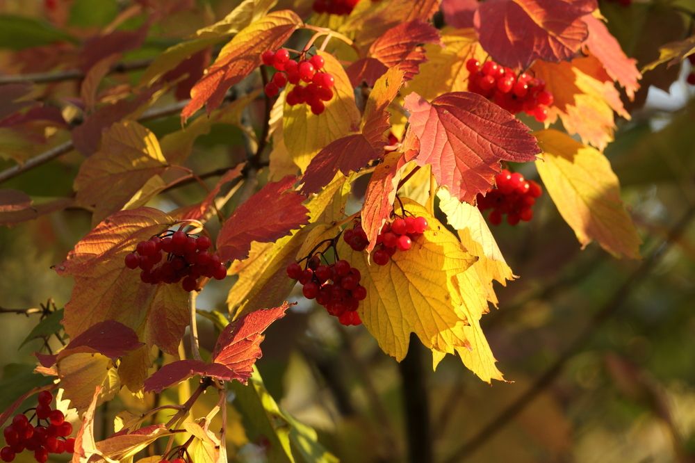 Калина красная