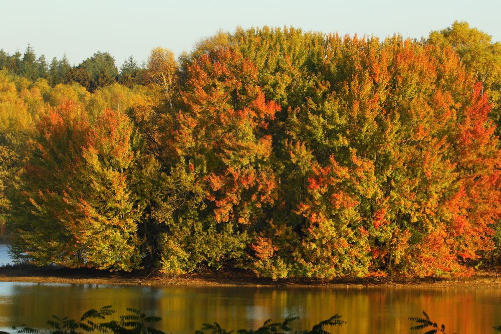 Разноцветная осень