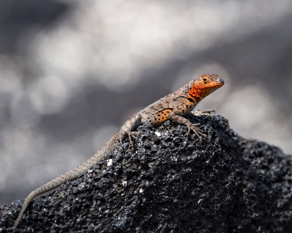 Lava lizard
