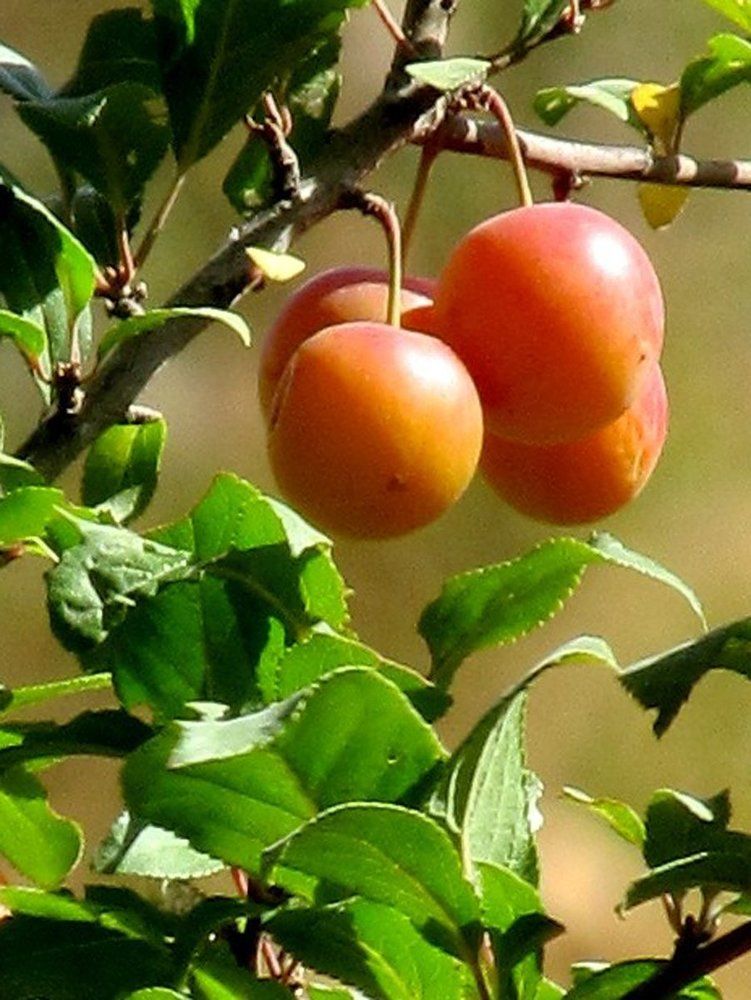 Горная алыча. Узбекистан